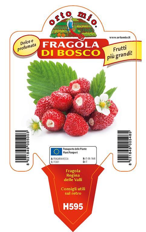 Jagode Regina Delle Valli, 4 kos